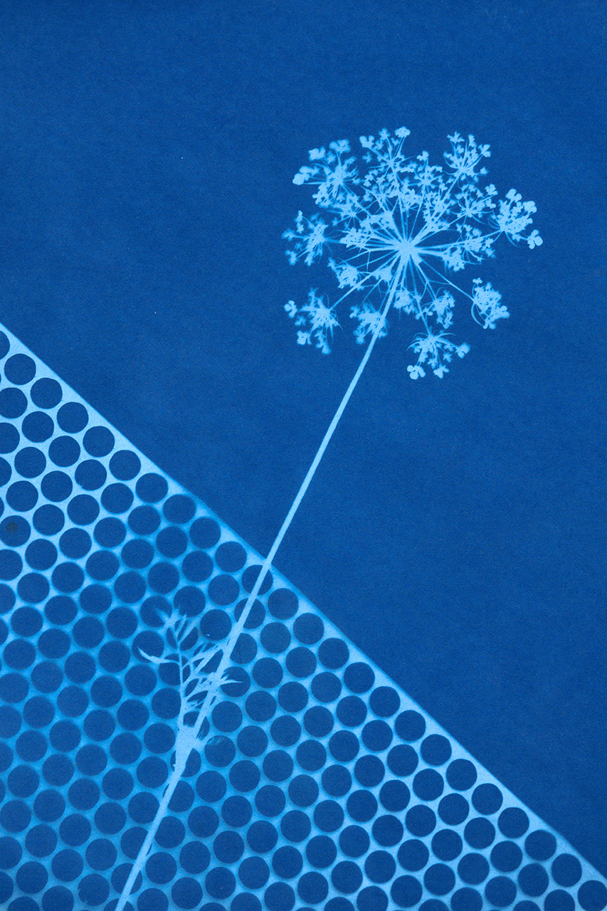 sunprint3.jpeg
