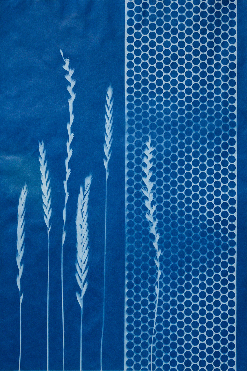 sunprint4.jpeg