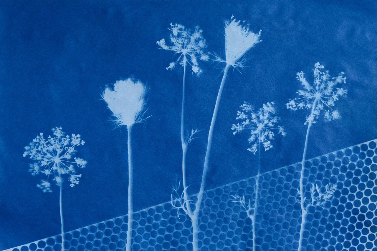 Wildflowers Caught in the Sun