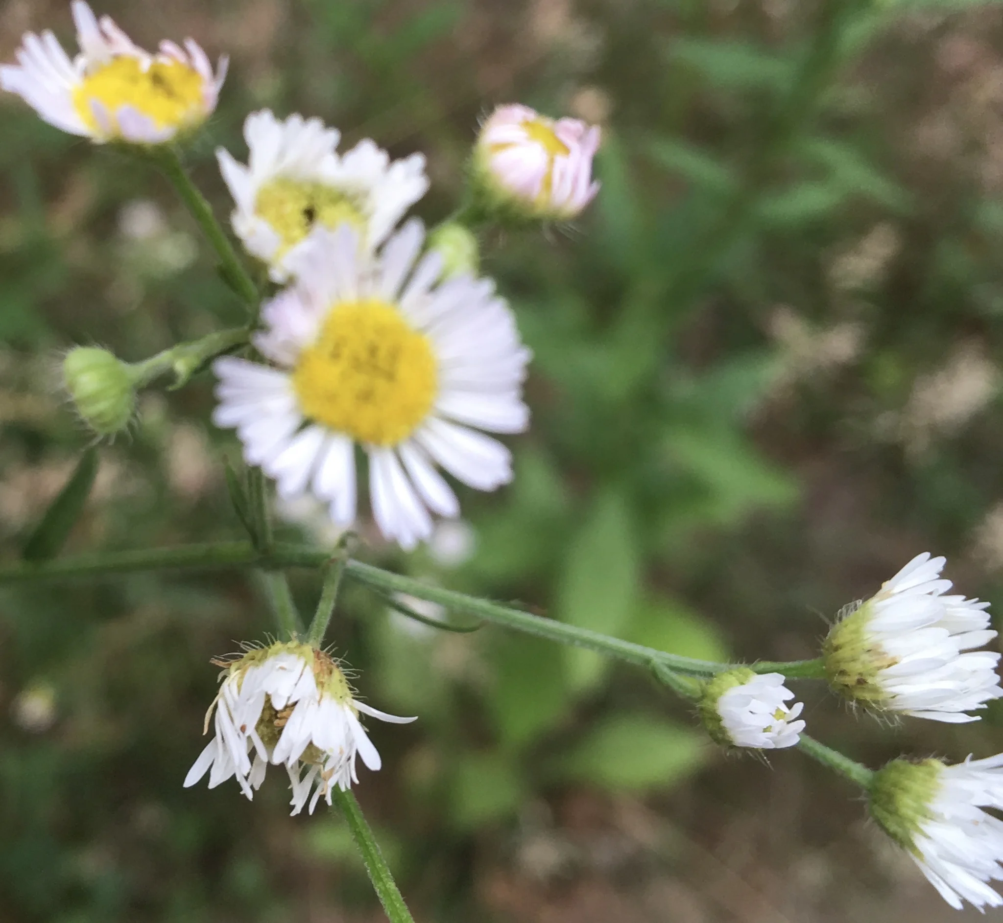 A picture of some unspecified wild flower. 