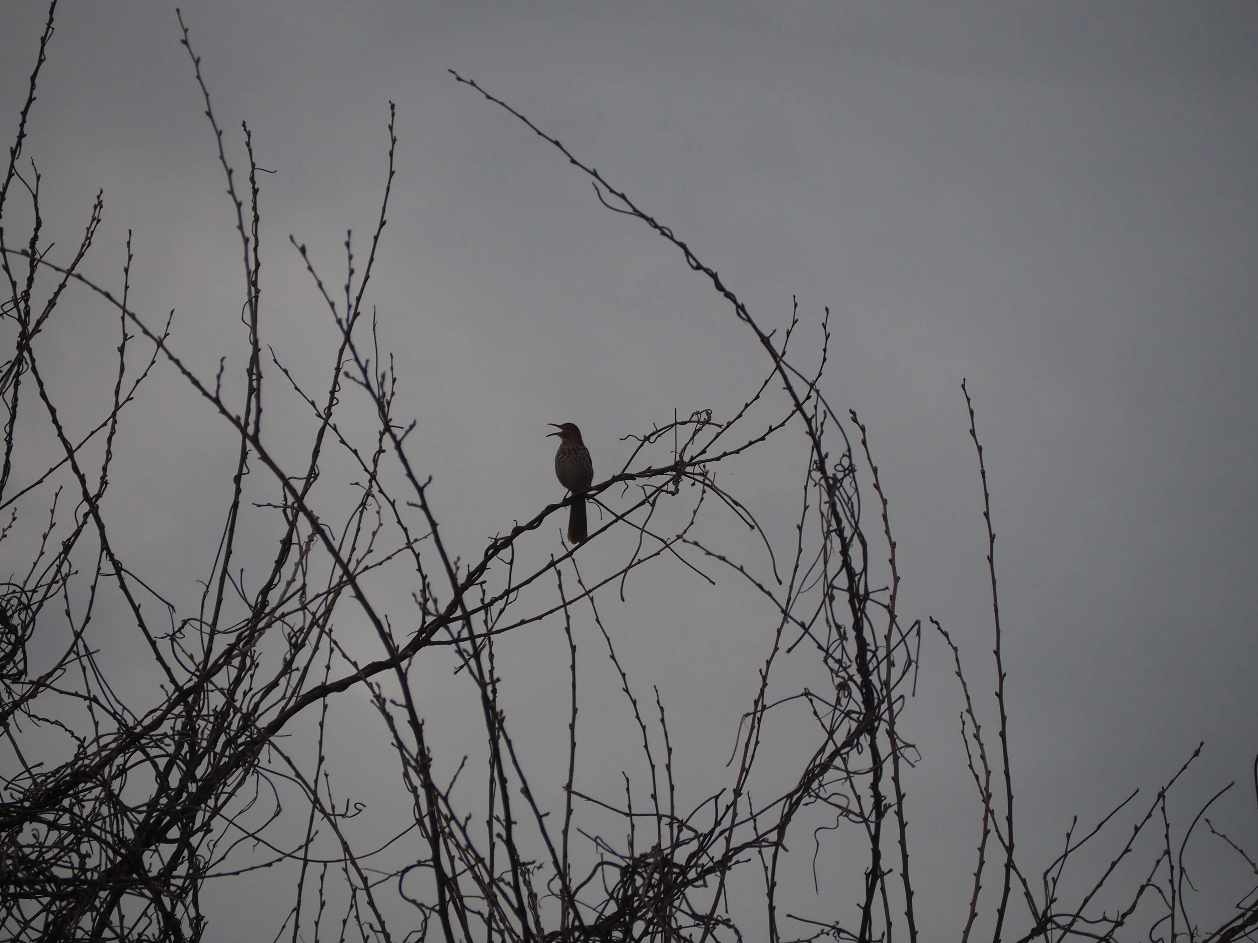 The image is a grey background, with thin branches surrounding a bird who is mid squawk