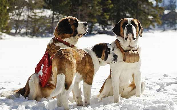 None of these dogs are the dog that saved Julia's life. Stupid lazy St. Bernards!