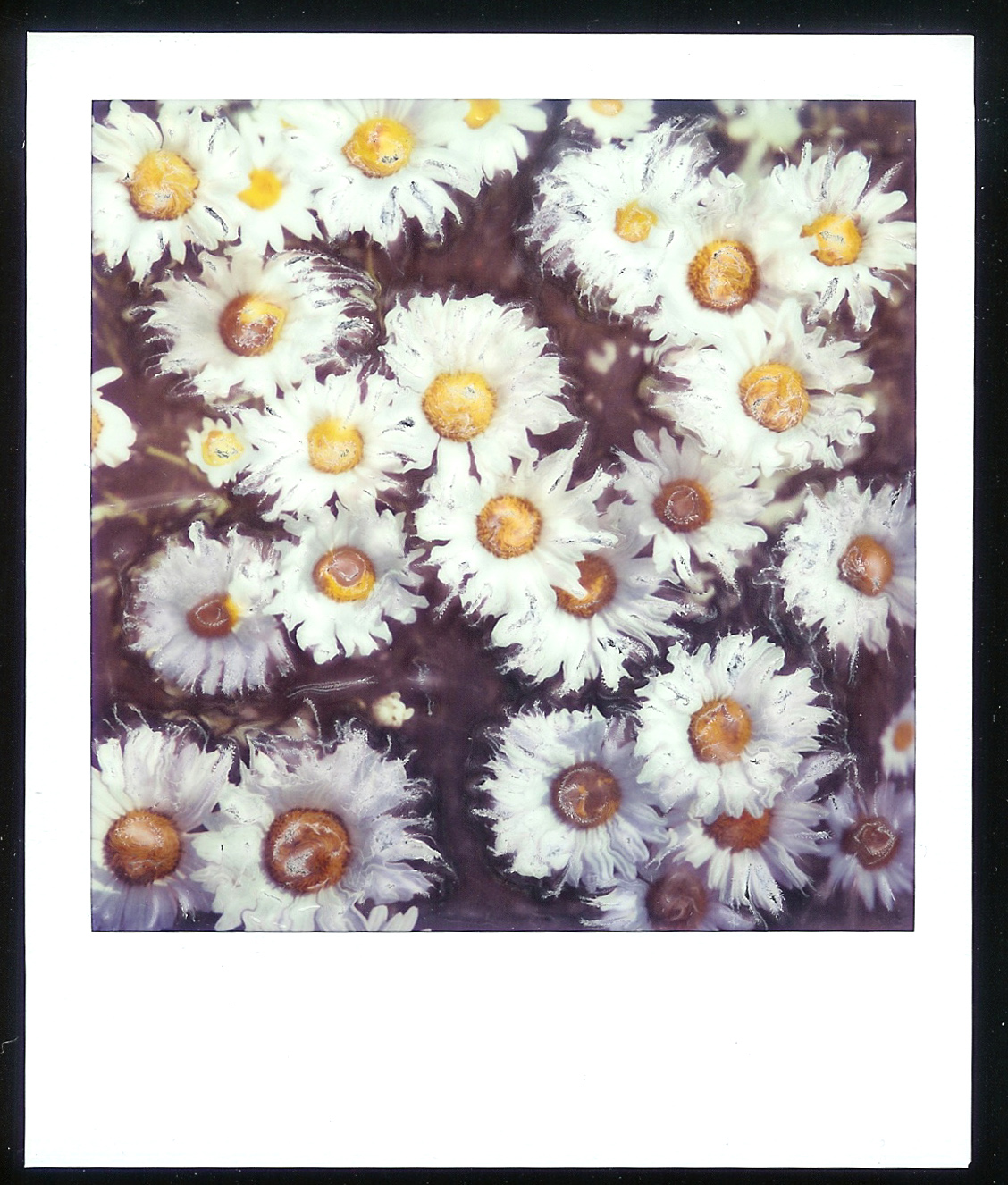 altered daisies.jpg