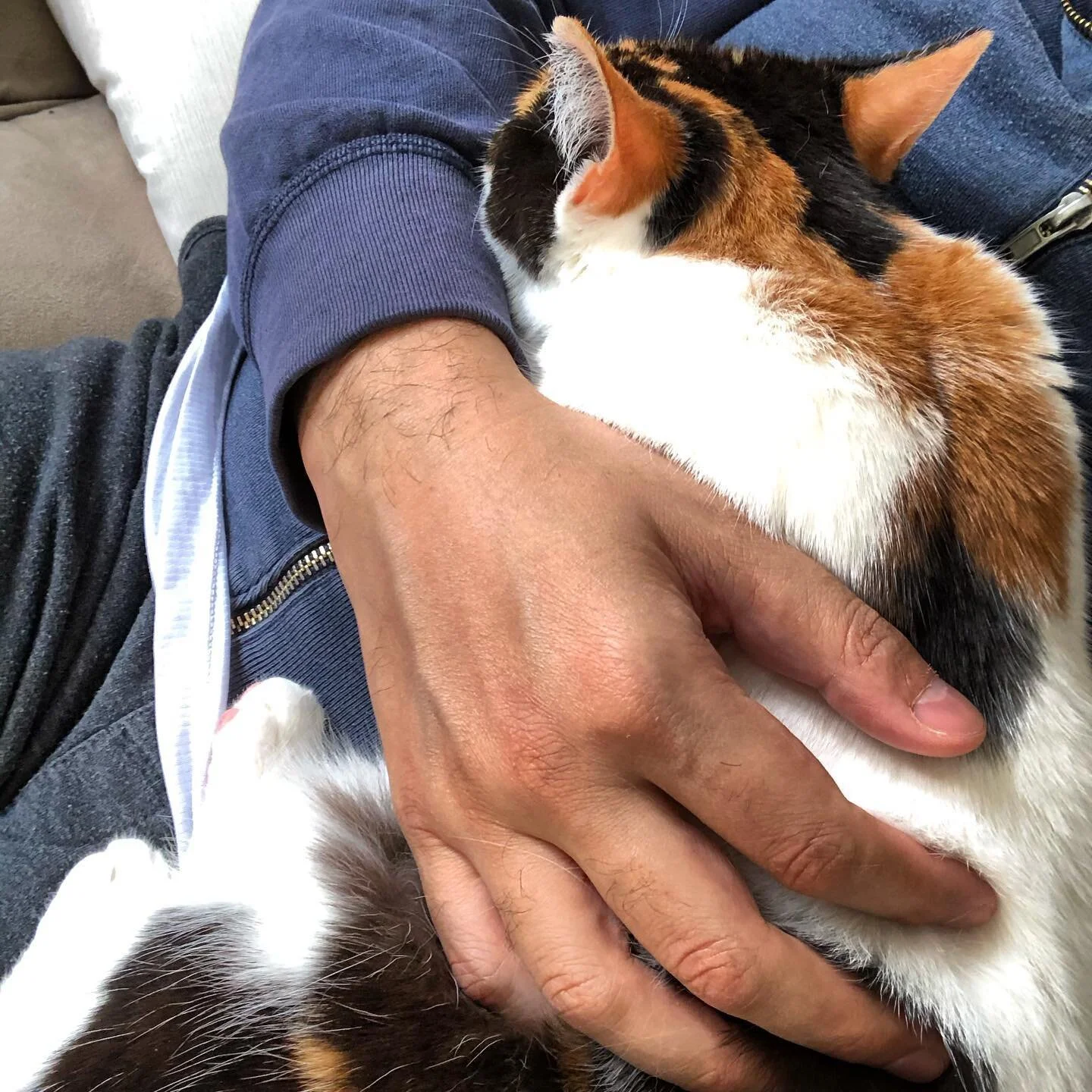 My snuggle baby for the afternoon 💝 #catsofinstagram #calico #love