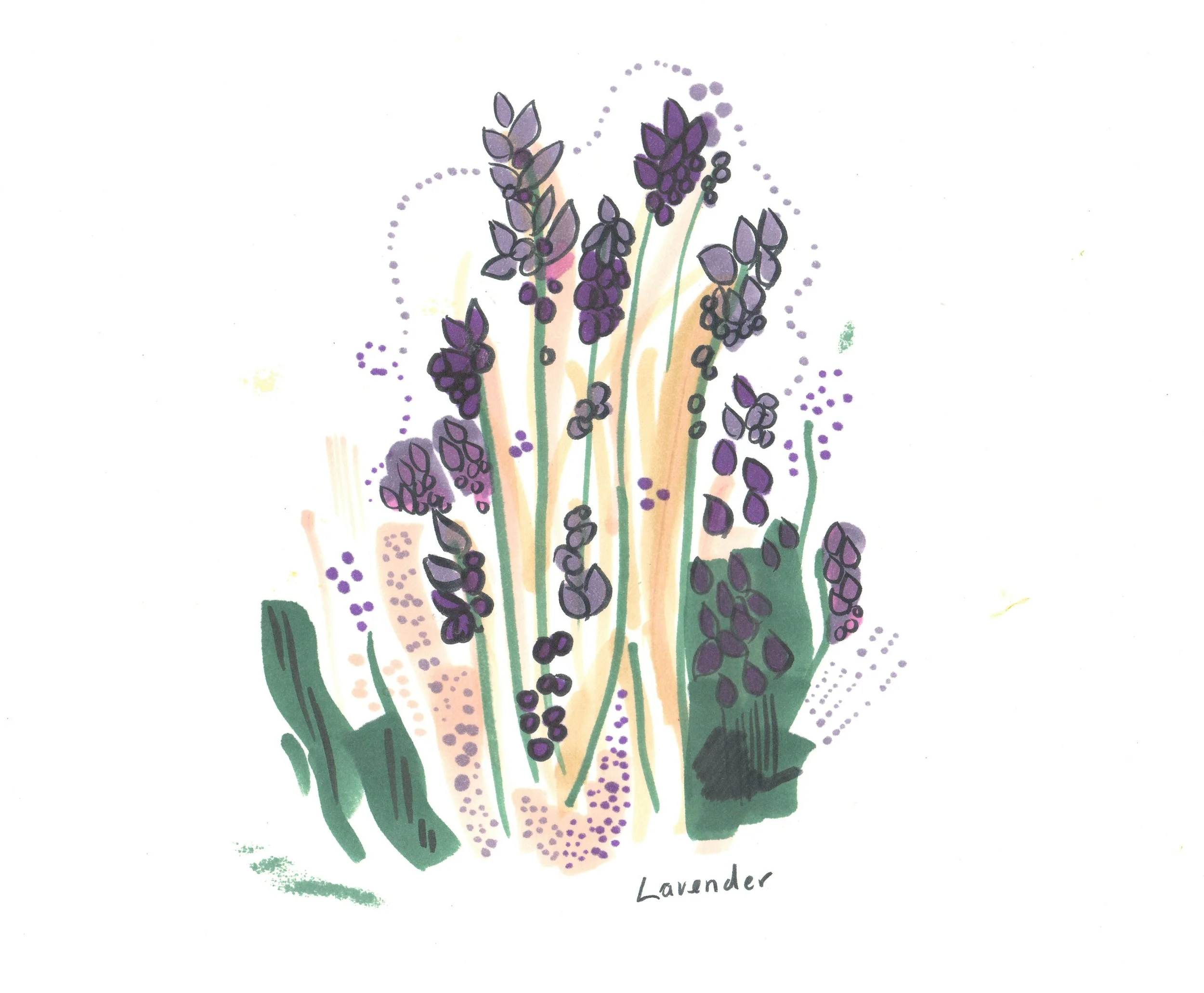 lavender.jpg