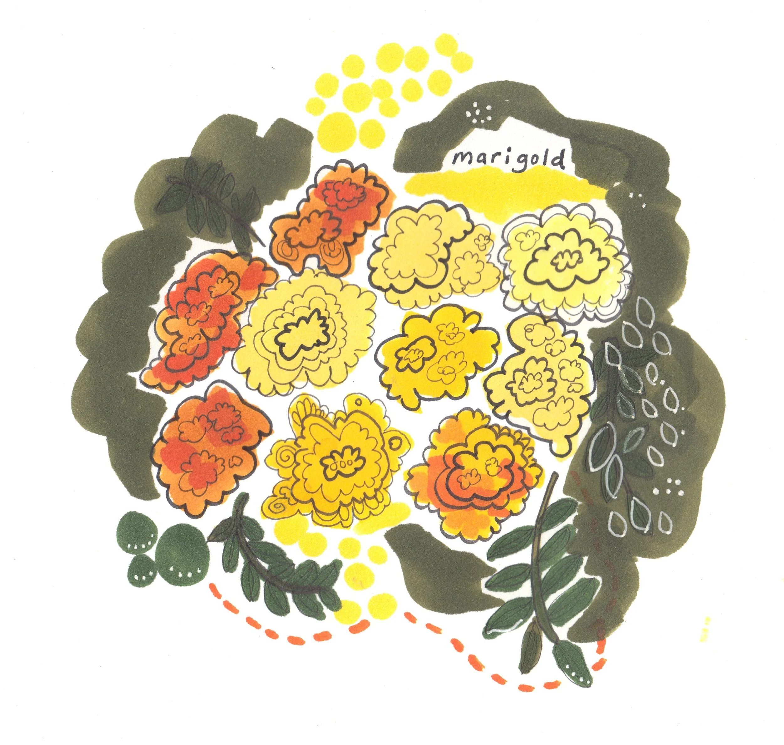 marigold.jpg