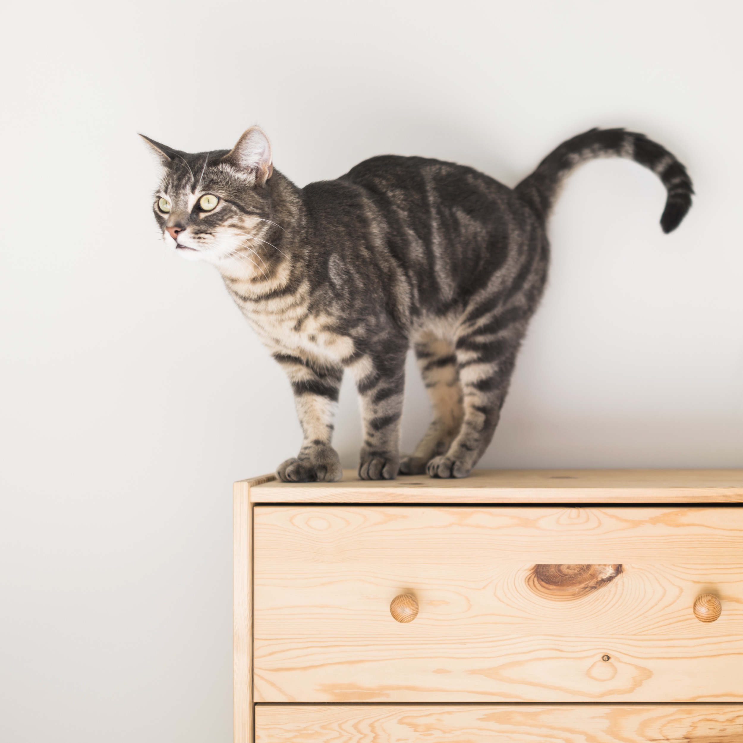  I take many, many photos of my cat, but they're almost always snapshots. So for Pawpaw's second birthday I decided to spend a bit more time setting up the environment so I could make a photo instead of take a photo.&nbsp; 