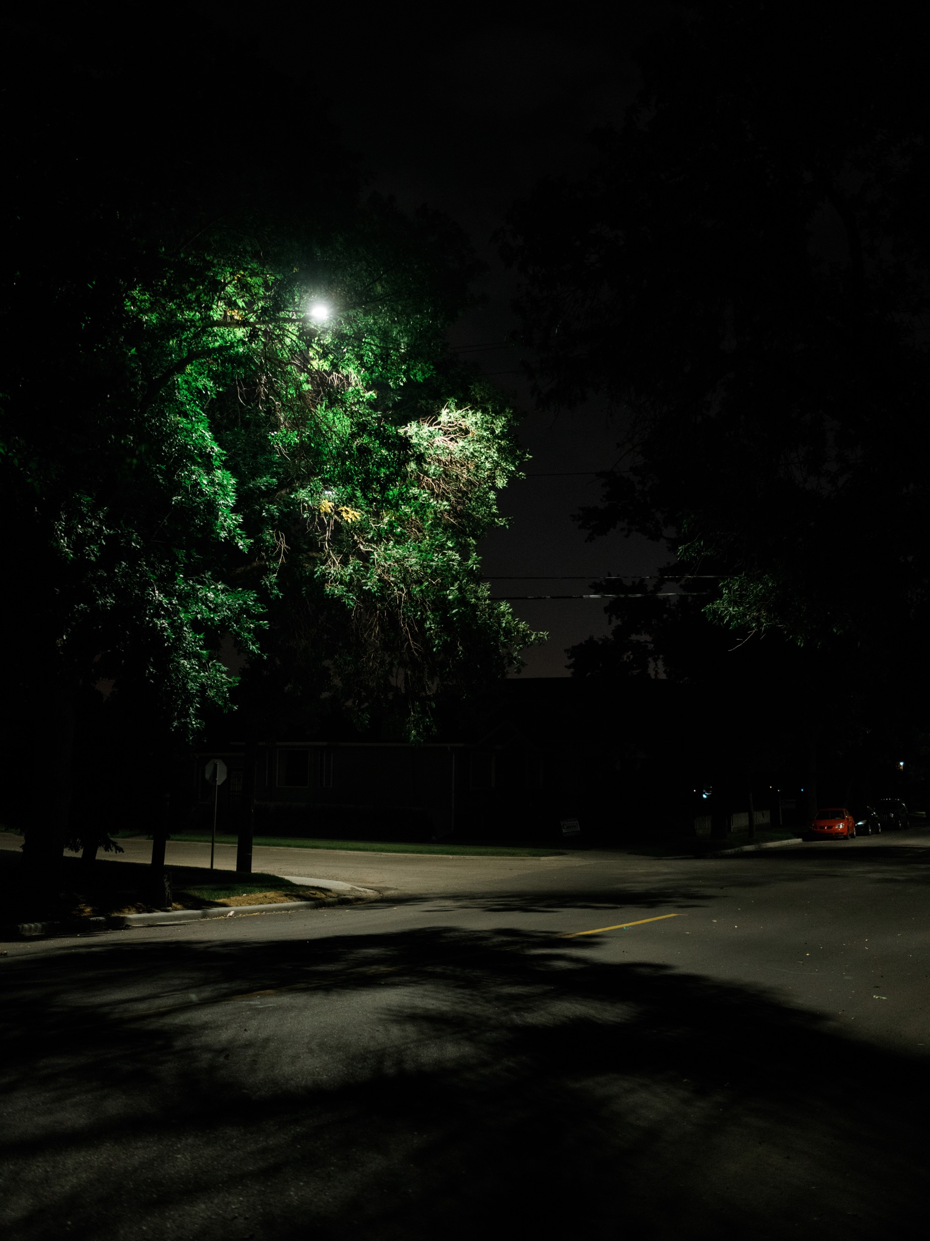 Repeating this same walk multiple times has given me a new appreciation for the things I normally pass by. The streetlights make the light glisten like water on the leaves. 