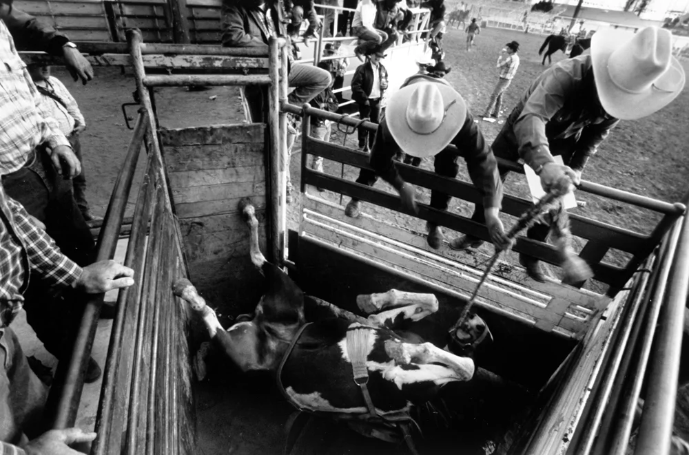 mc_bucking-horses_actions_06.jpg