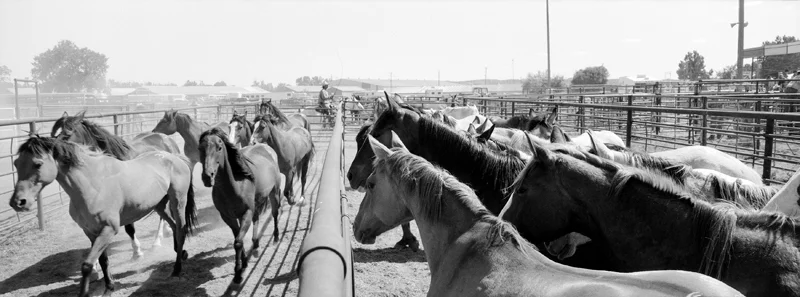 corral-pano.jpg