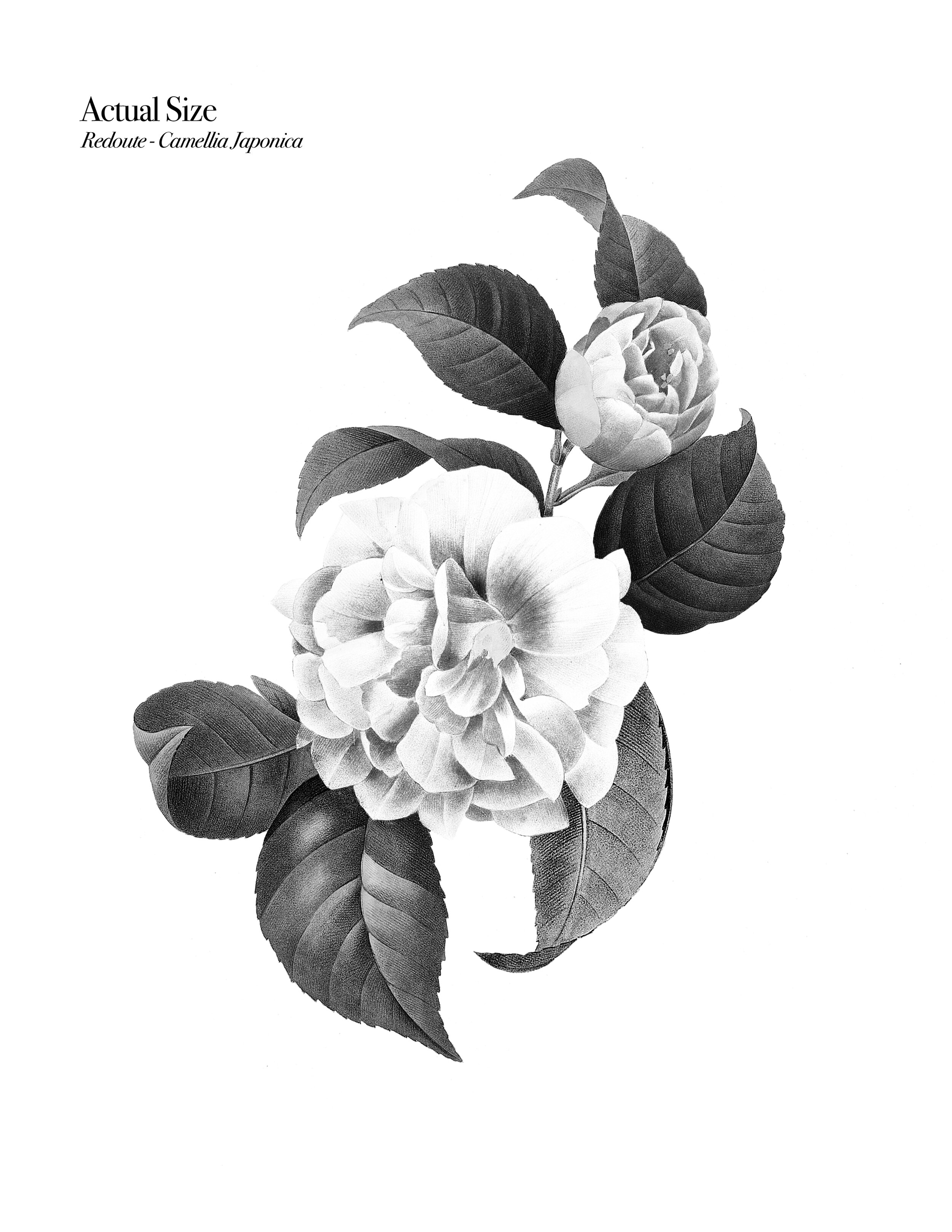 Top 70 camellia flower tattoo best  thtantai2