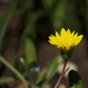 yellow-flower_thumb.jpg