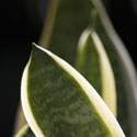 green-leaf-_thumb.jpg