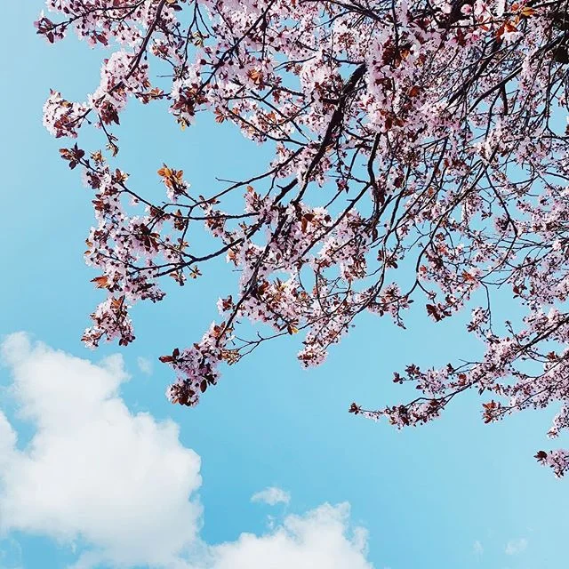 Did I mention that #ilovetreesinbloom 😬