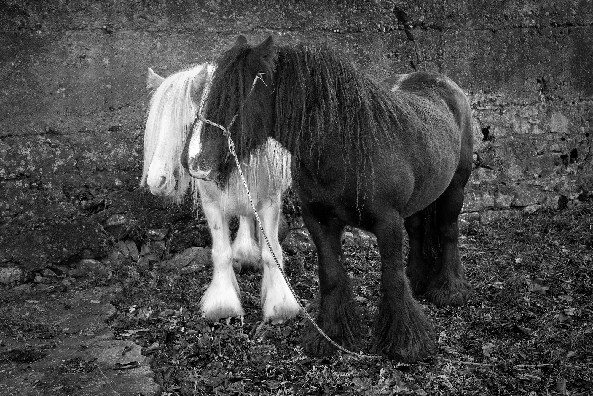 blackwhitehorse.jpg