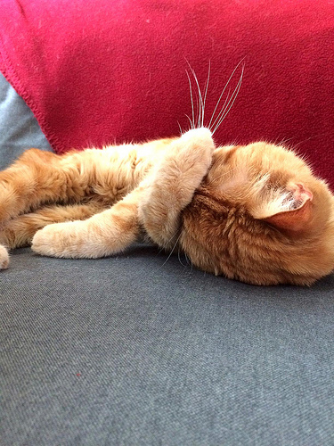 hermanito on couch.jpg