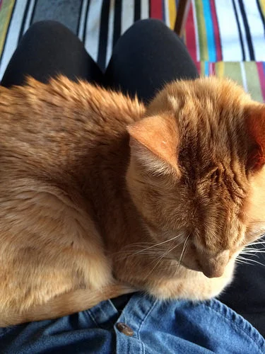bido on my lap.jpg