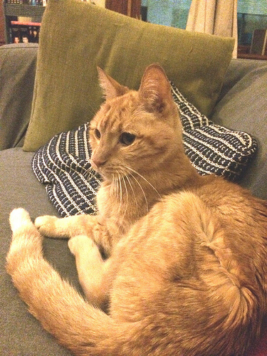 bido chilling on the couch.jpg