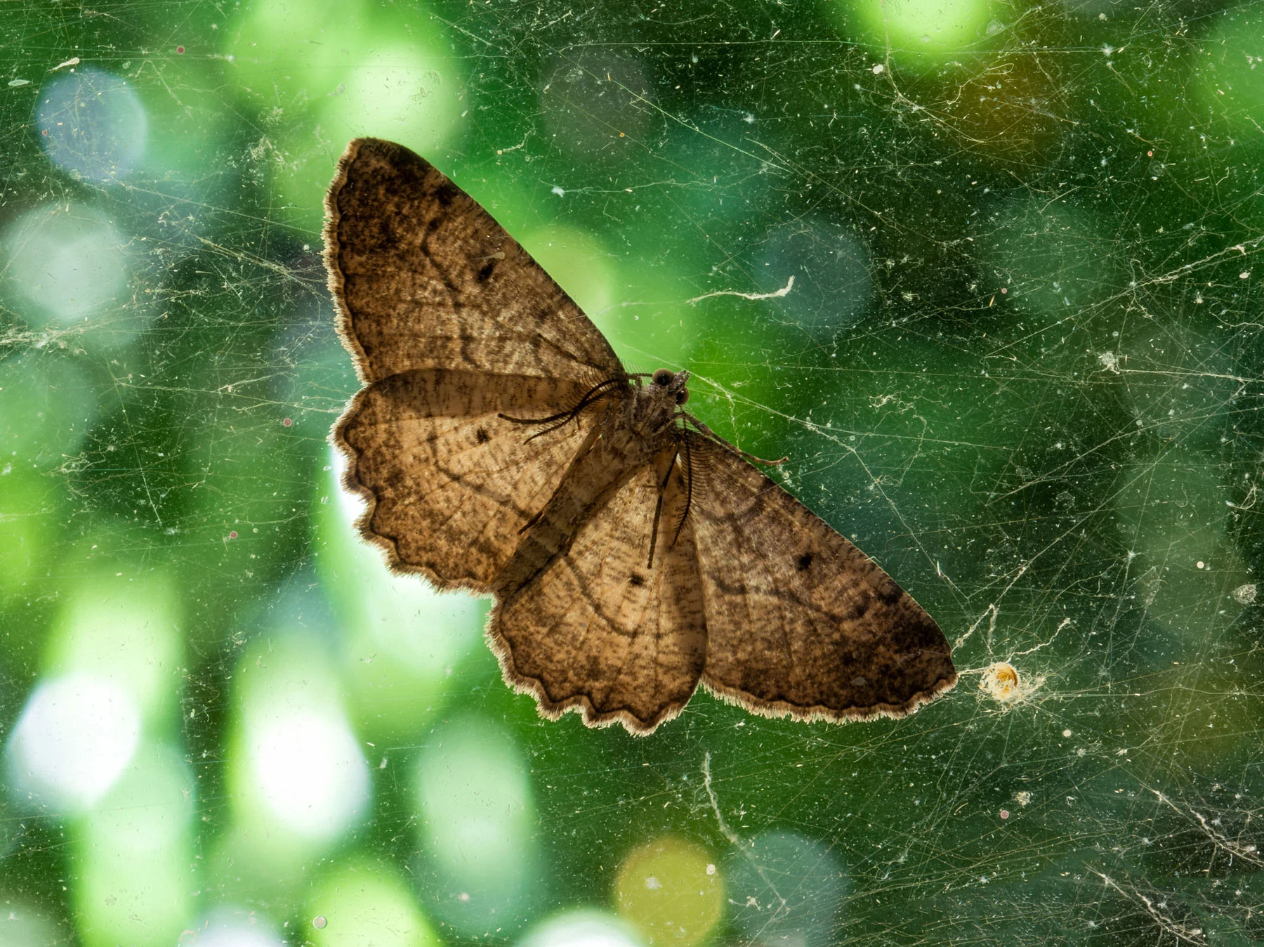 Rick-Hulbert-Wildlife-02.jpg