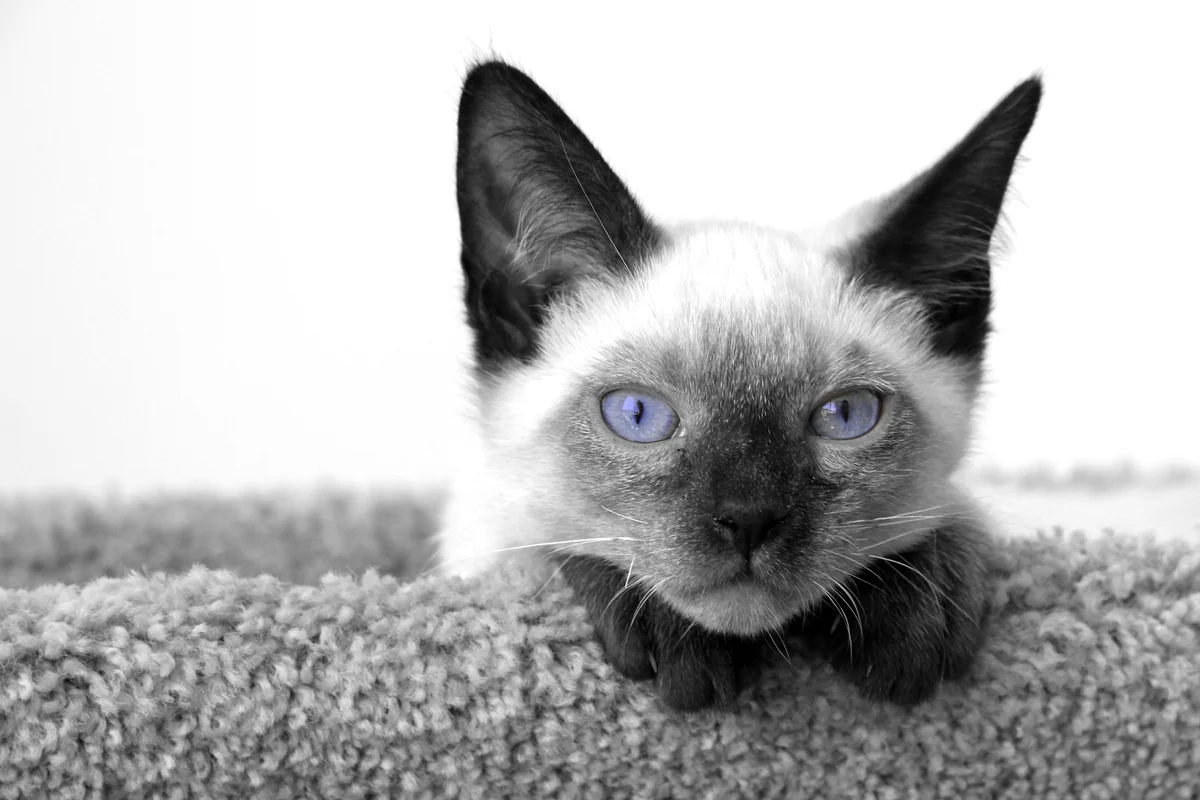 Bountiful Portrait studio Photography, Pet photography