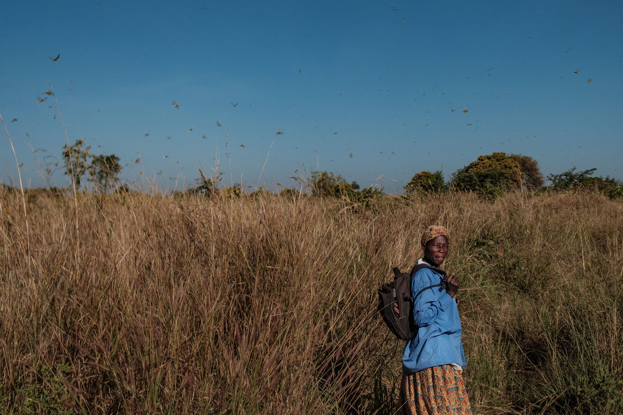 In East Africa, a Vexing Trifecta of Challenges: COVID-19, Locusts and Floods