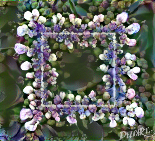 squaredrangea.jpg
