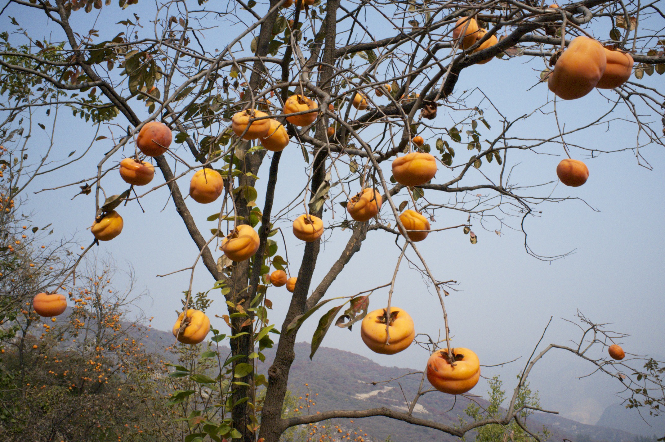 Persimmon Tree