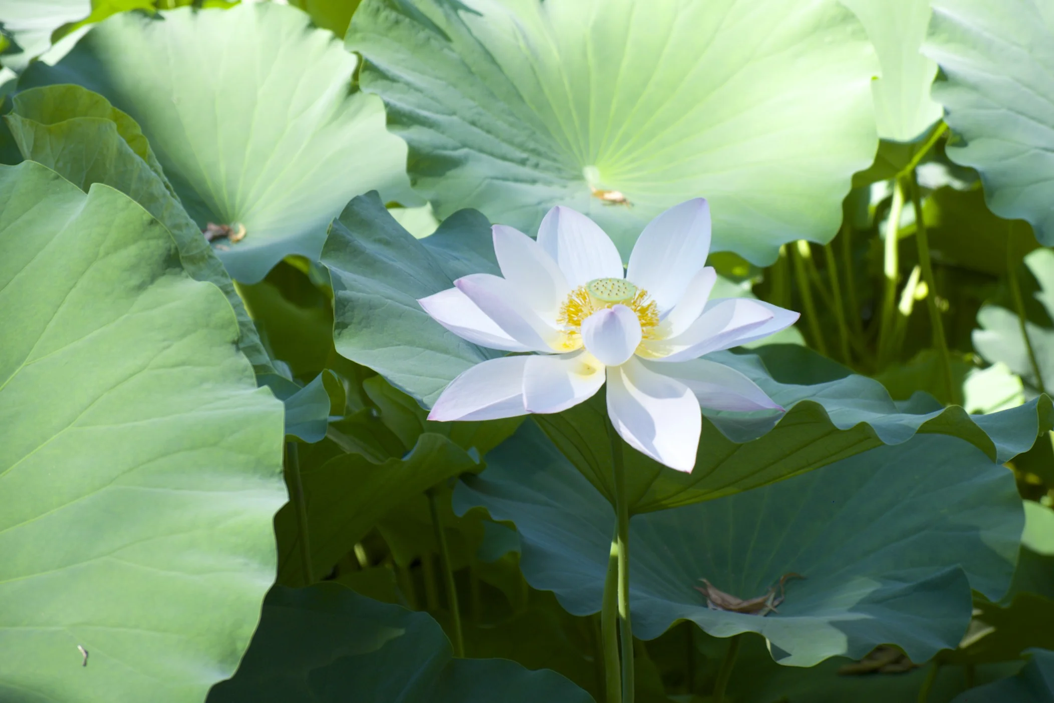 Lotus flower, as seen in Temple of the Sun Park.