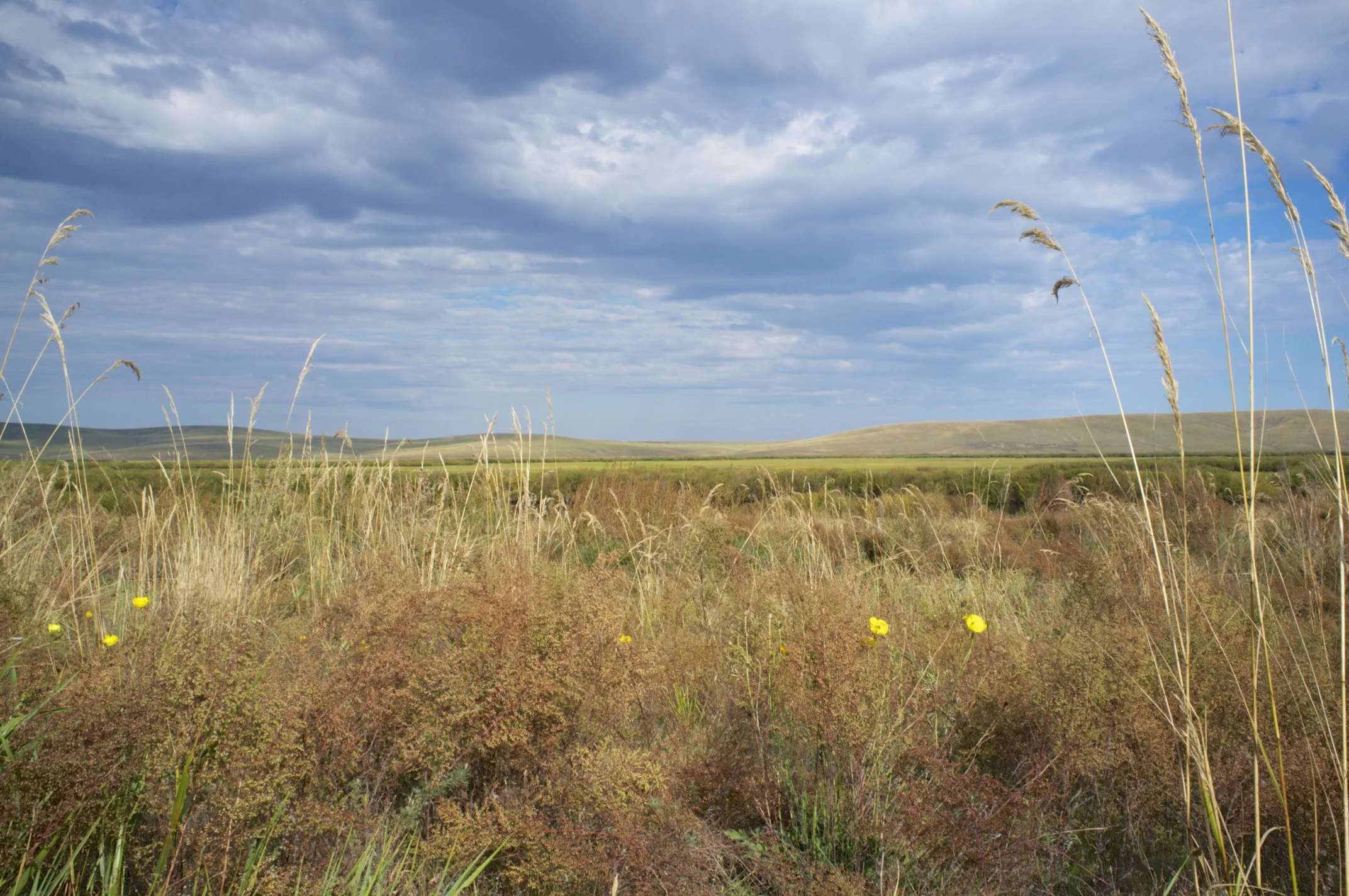Inner Mongolian Grassland, North of Hailar (People's Republic of China).
