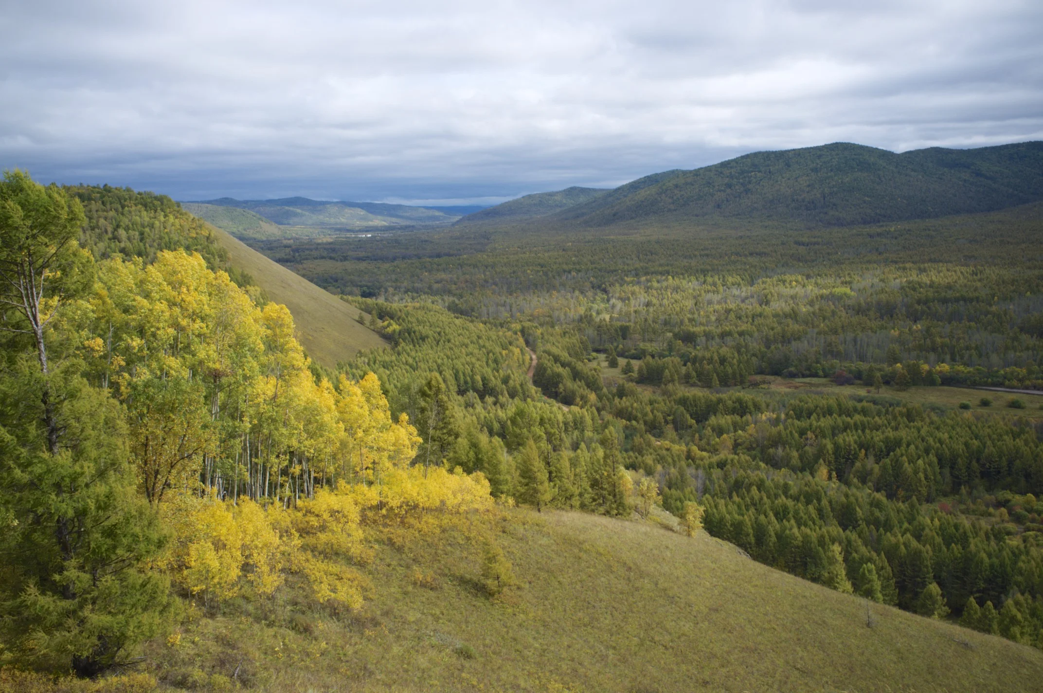 Forest view in the most Northern region of China.