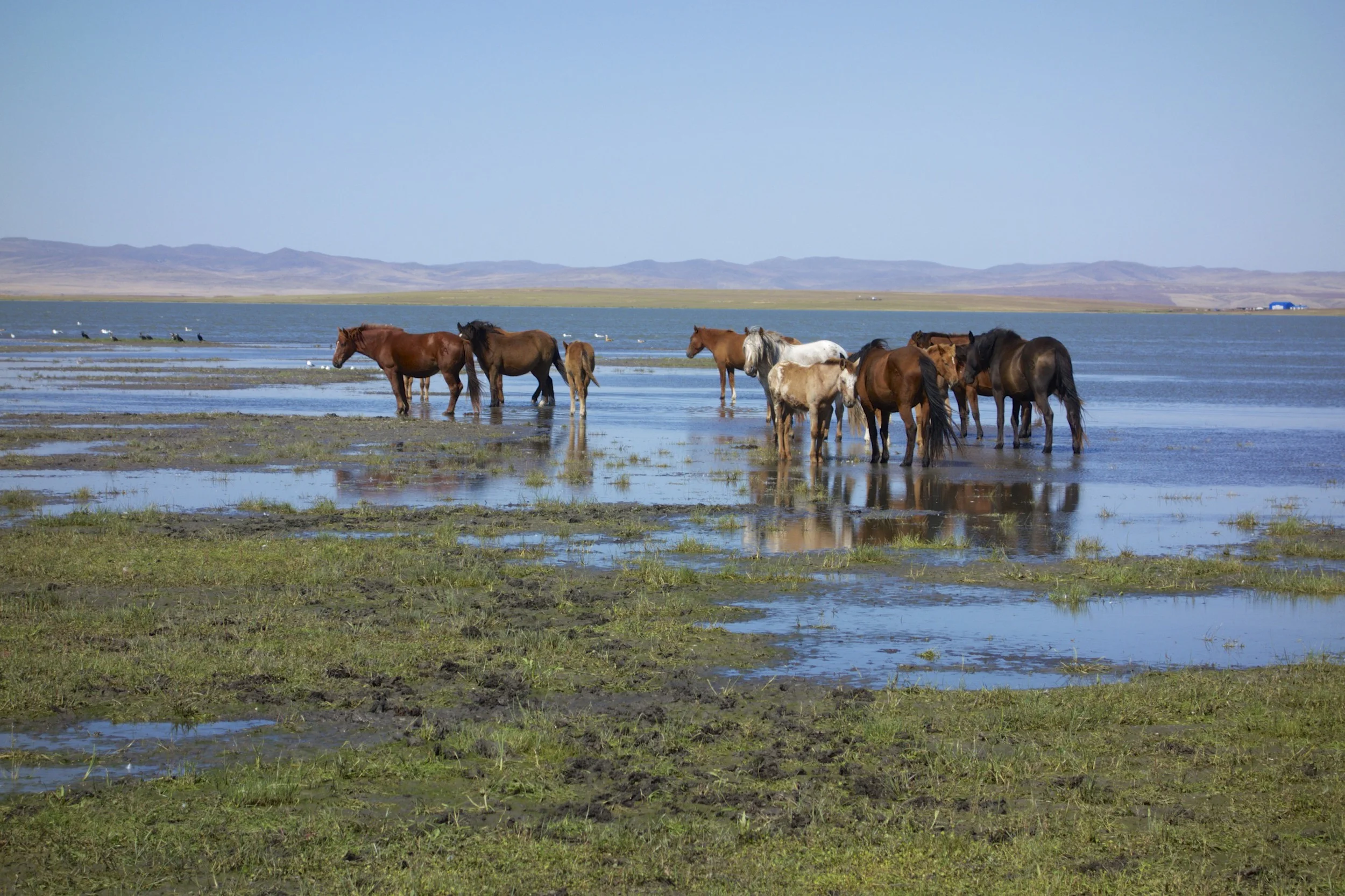 Mongolian grasslands and swamps.