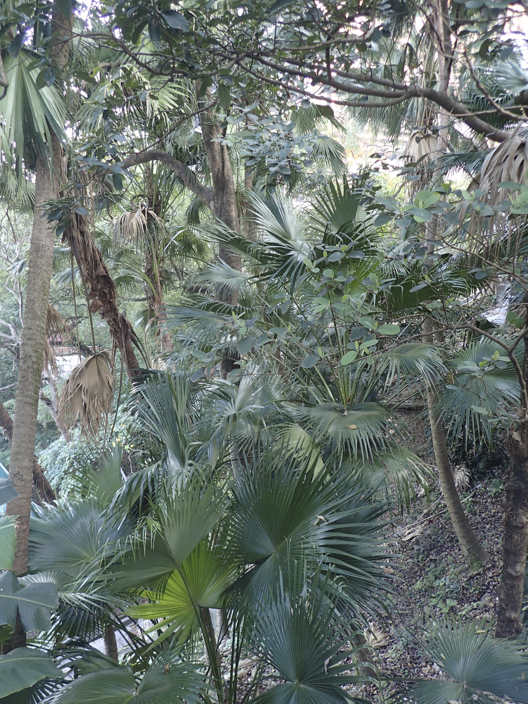 Jungle Book view from Robert Black College Guesthouse.