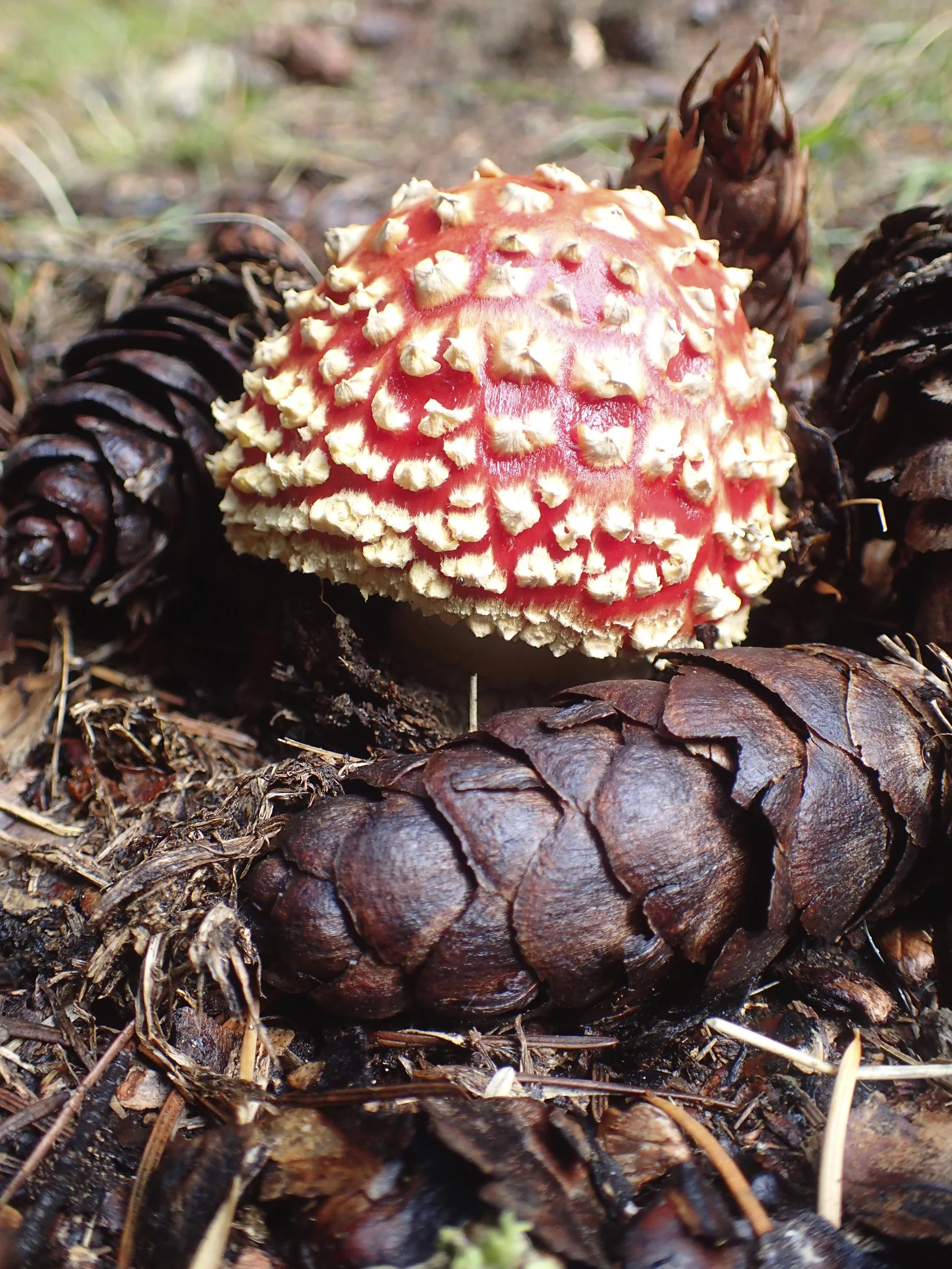 The predominant mushroom in the forests around. A pity, the Brothers Grimm missed New Zealand. 