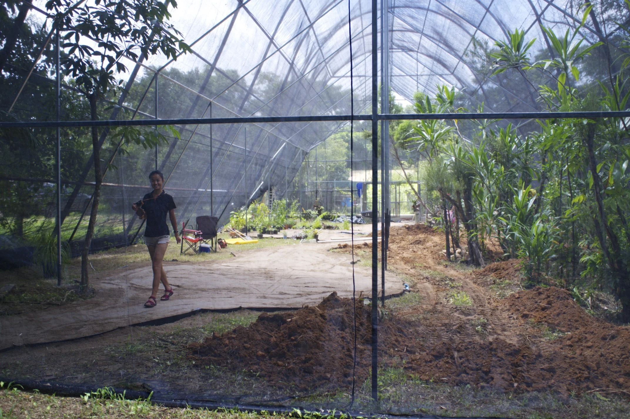 Butterfly house in the making at Dundee Park, Mission Beach, Queensland, Australia