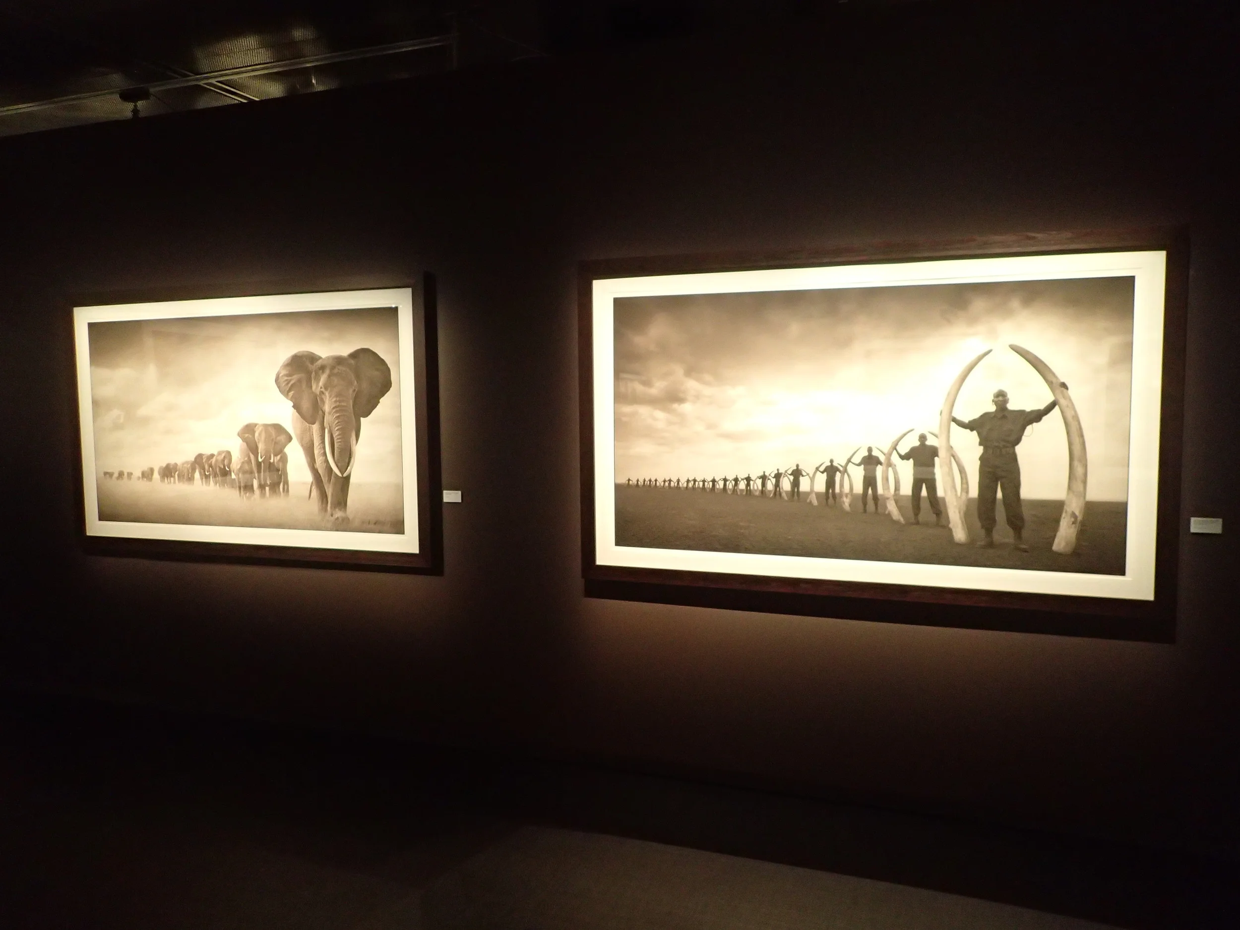 A snapshop in the exhibition ""On this Earth a Shadow Falls Across the Ravaged Land" by Nick Brandt. Please go to his website for more.