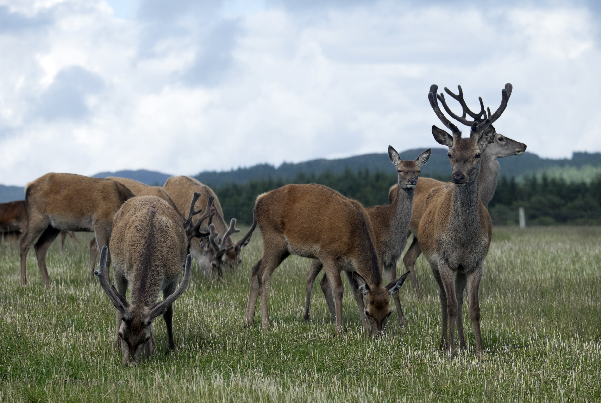 20150801 Deer visitors.jpg