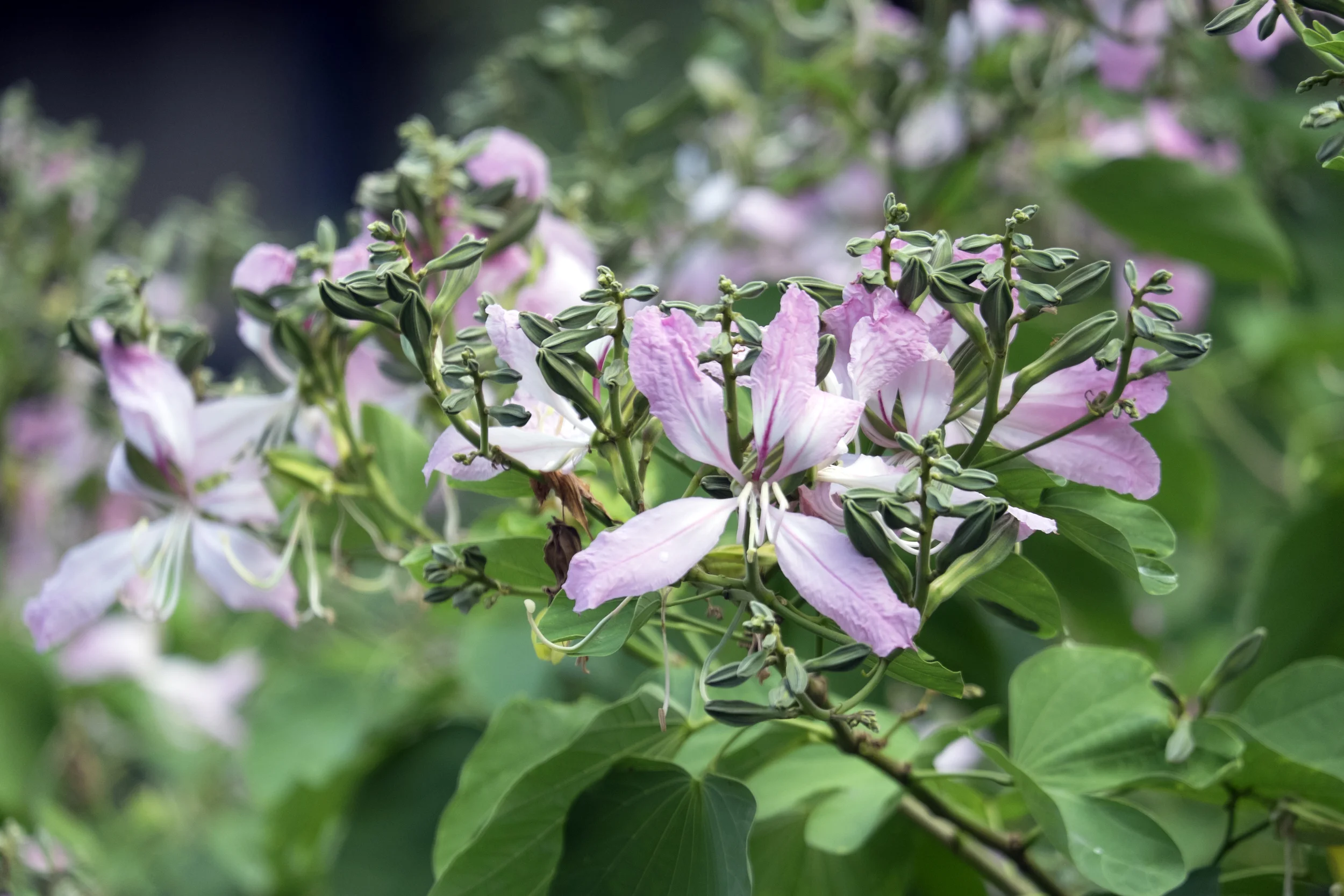 Bauhinia tree on the campus of The University of Hong Kong.