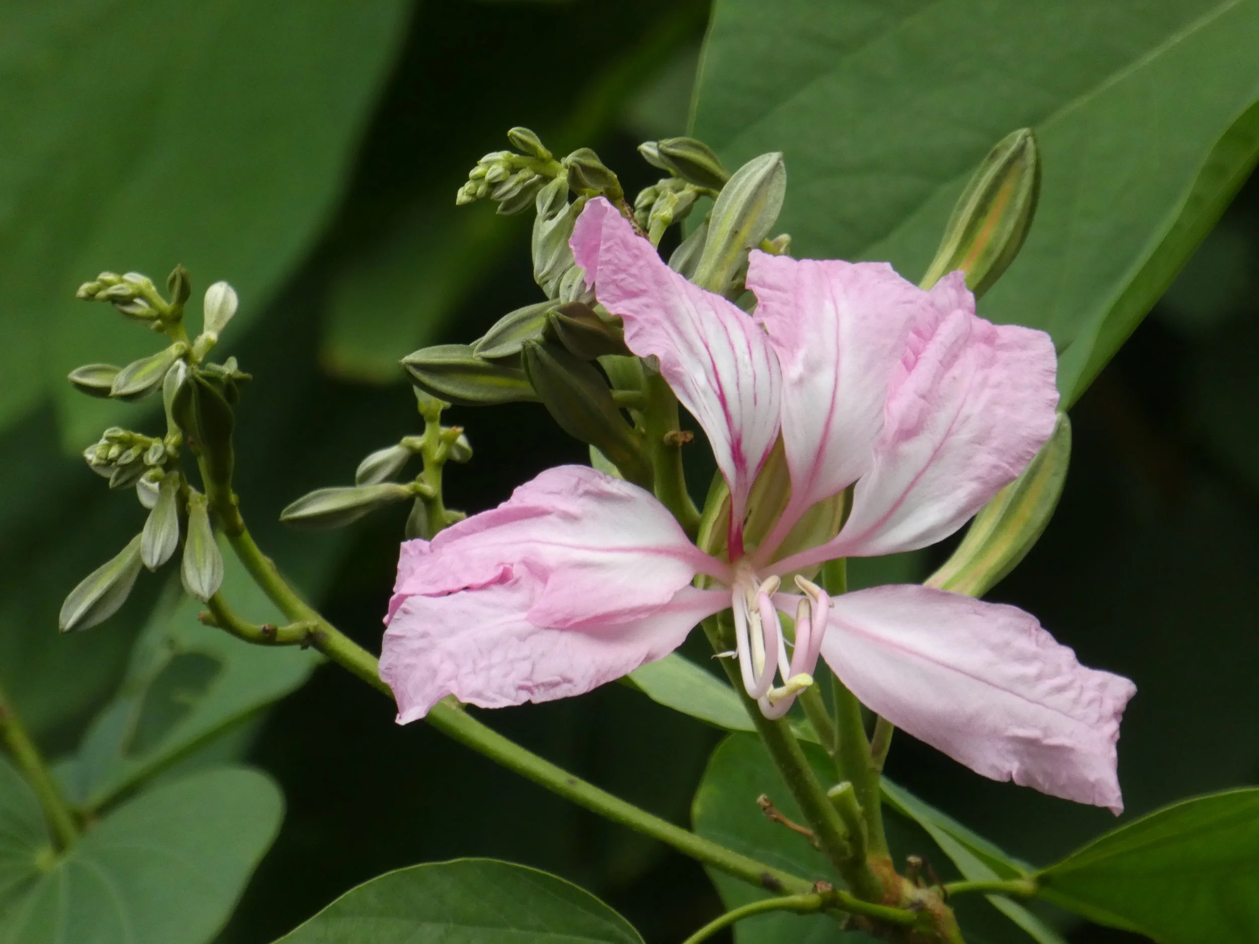 Bauhinia tree outside my window.