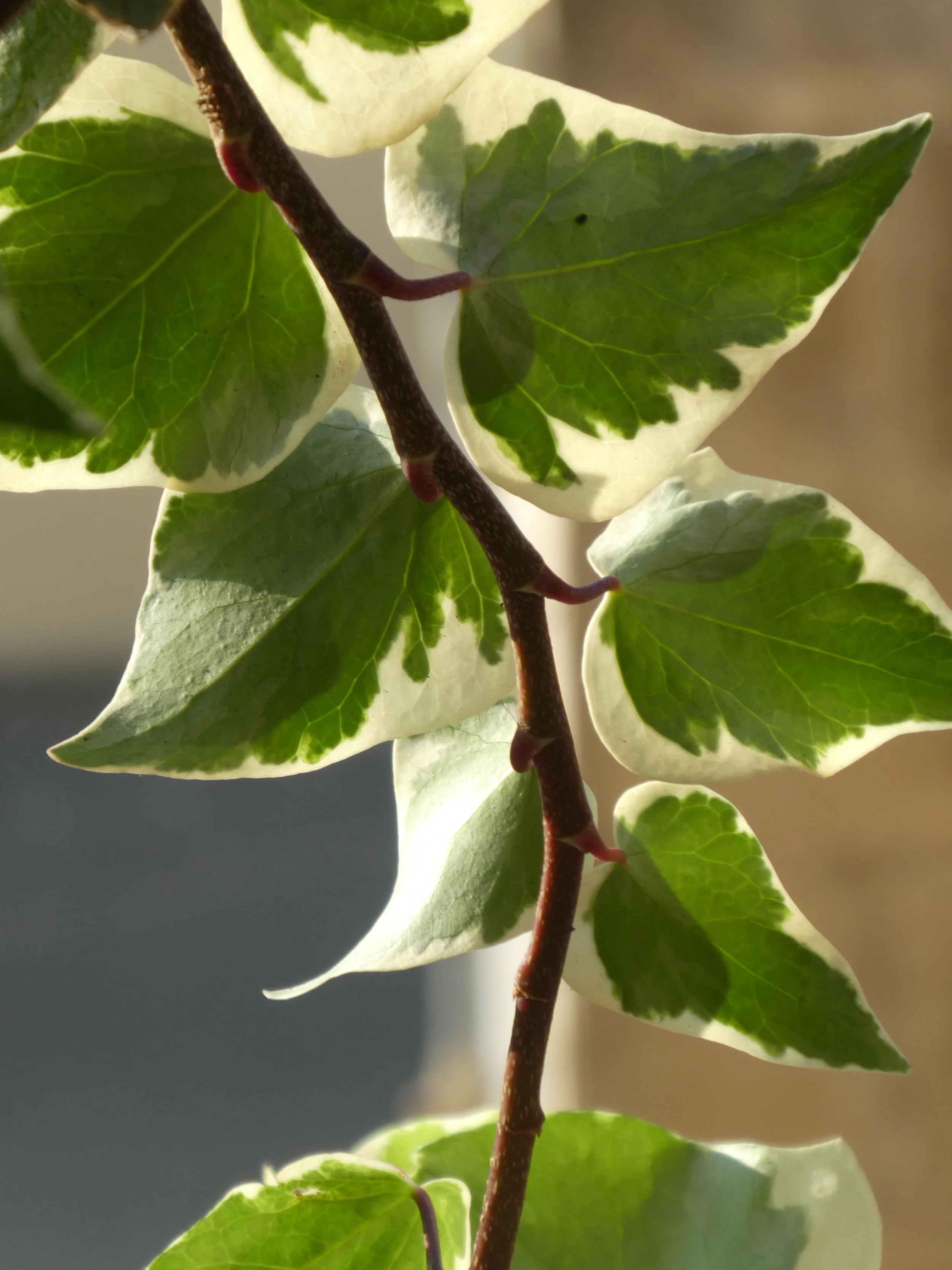 Hedera algeriensis