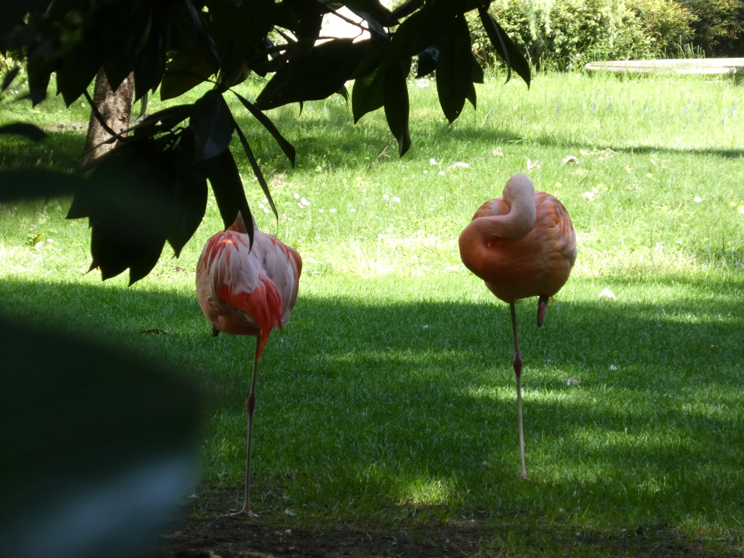 Pets in a garden in Milan.