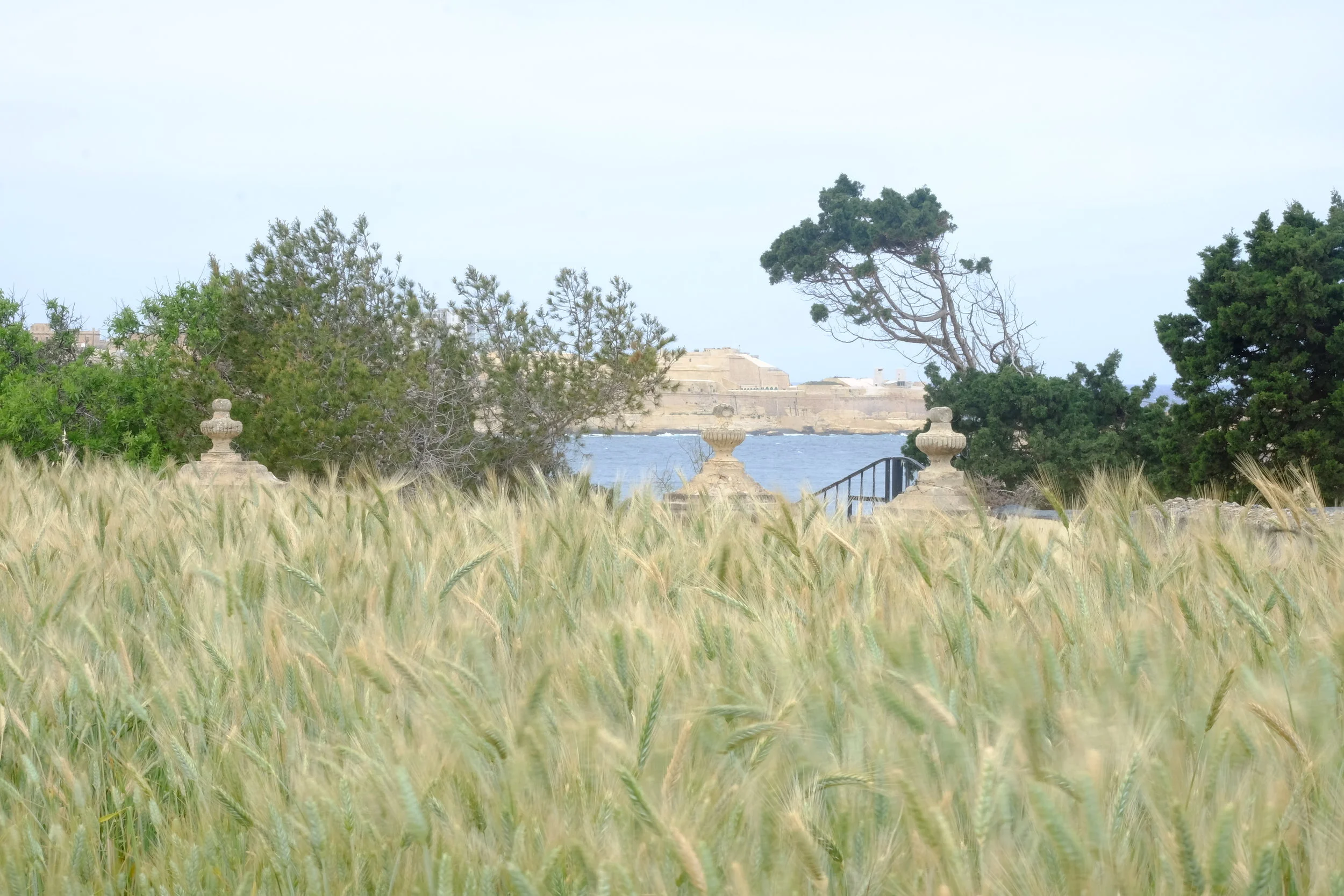 Barley field, garden and fortress on the way to Rinella Bay.