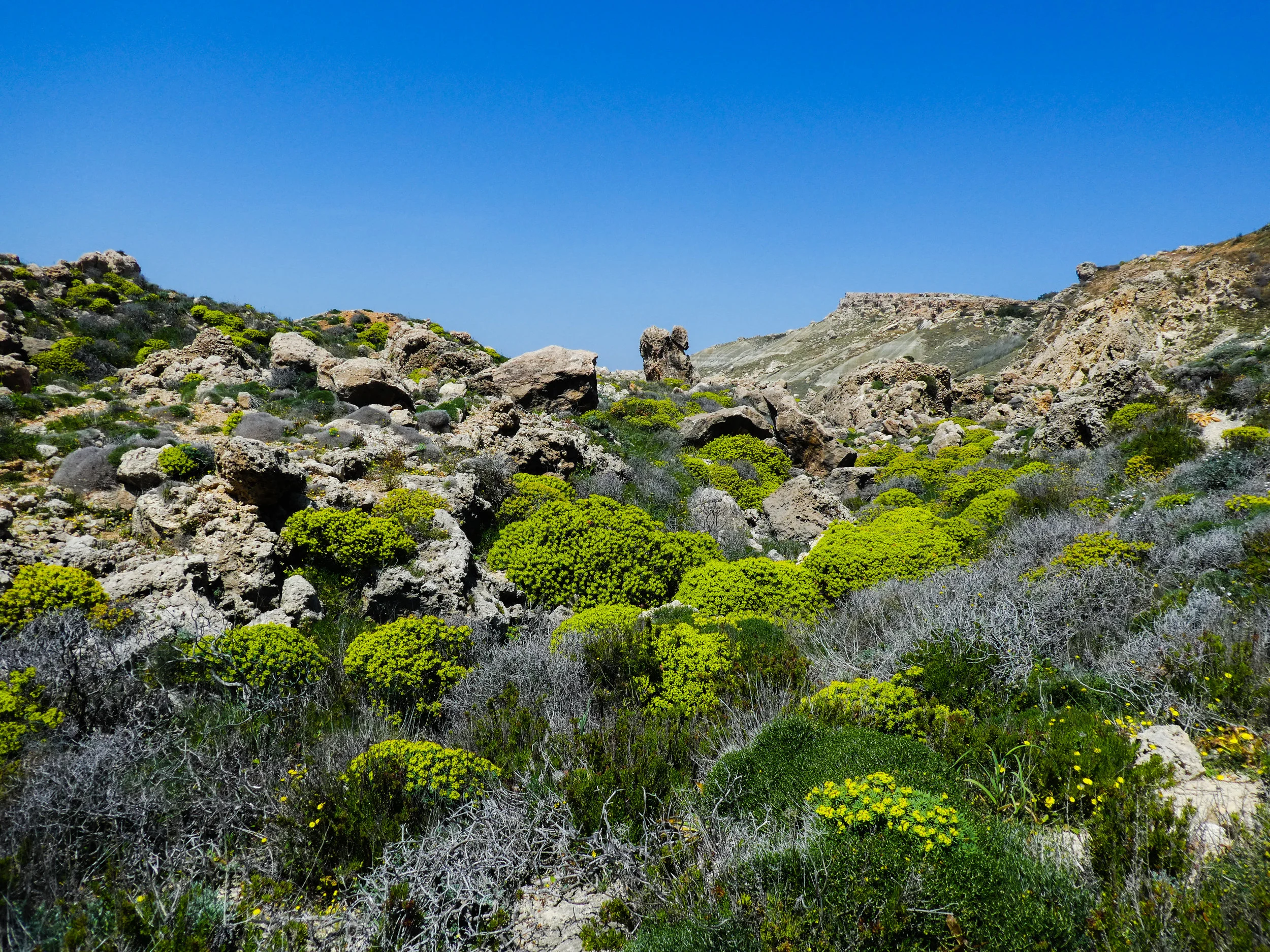 Rocky coastline flora