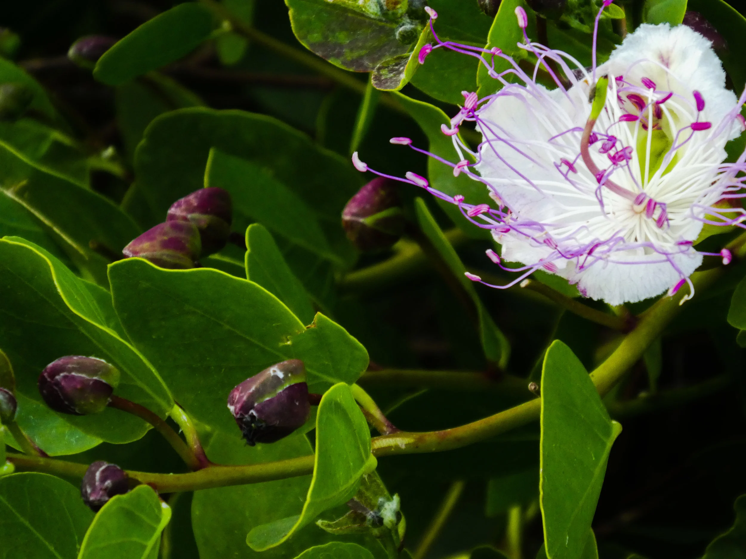 Caper bush flower and flower buds