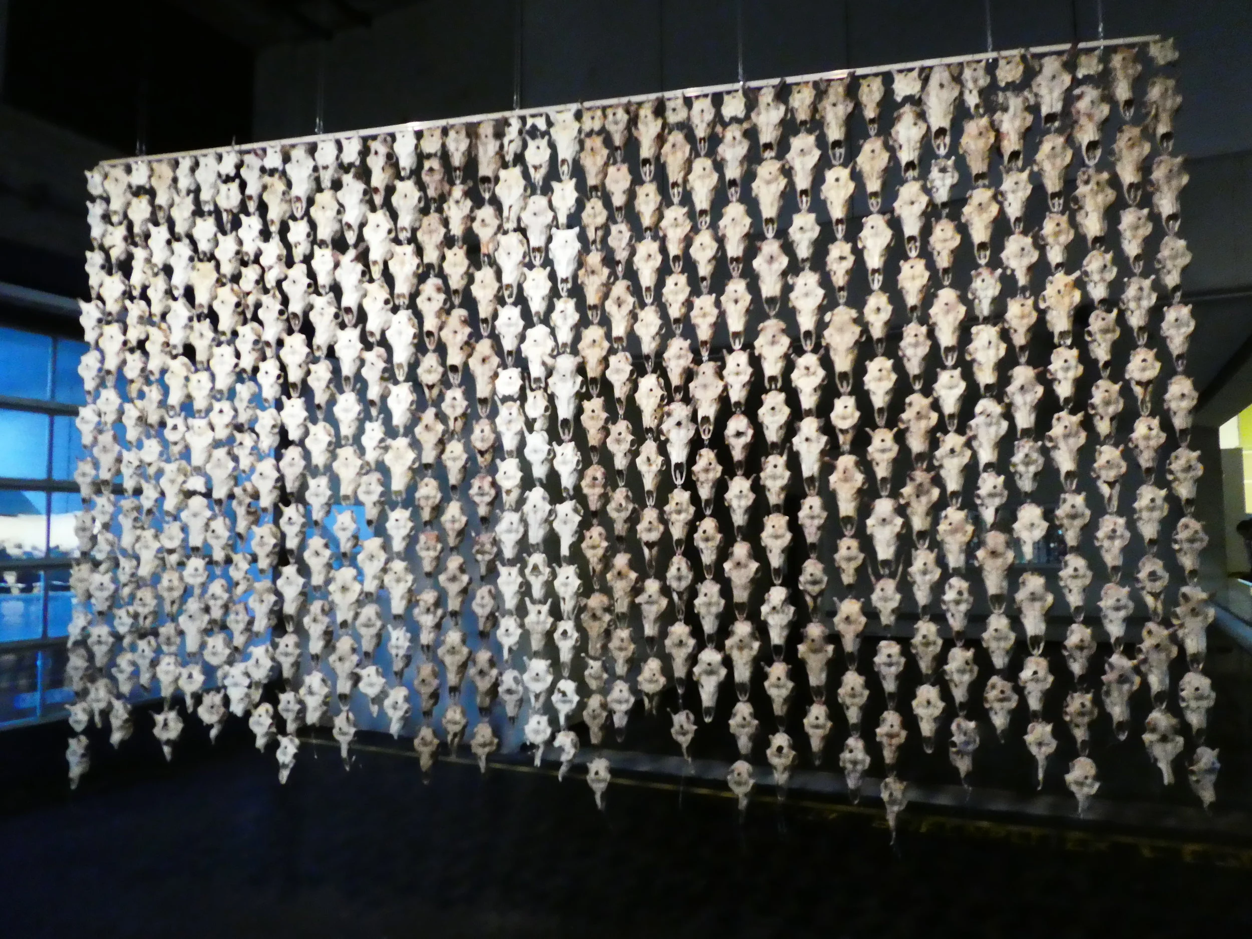 A curtain of reindeer skulls by Máret Ánne Sara. I could not help feeling like standing in front of a class of Bachelor in Commerce students at the University of Malta. But of course, this was not the artist's intention. Just happens to me, when I stand in front of a geometrical assembly of empty skulls. 