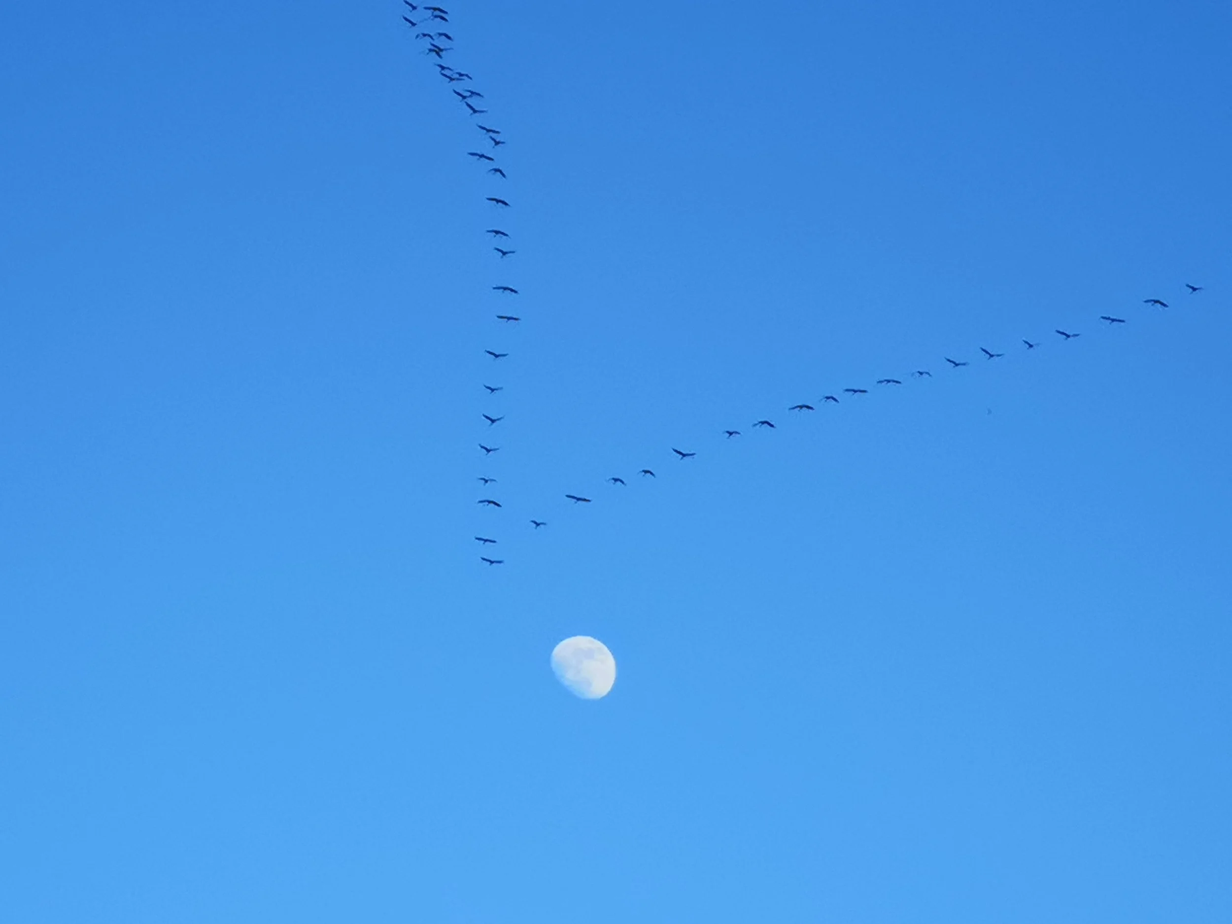 Geese migrating back North from Africa (Westerwälder Seenplatte). Just the sound is already magic.