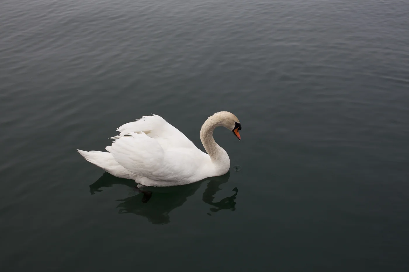 swanlake