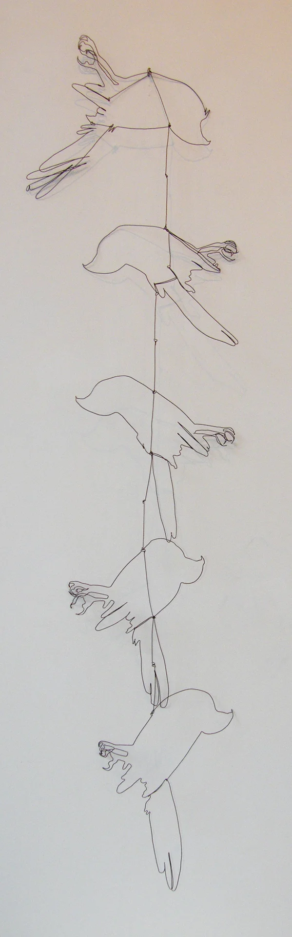 Cooper's Hawk Completes the Circuit