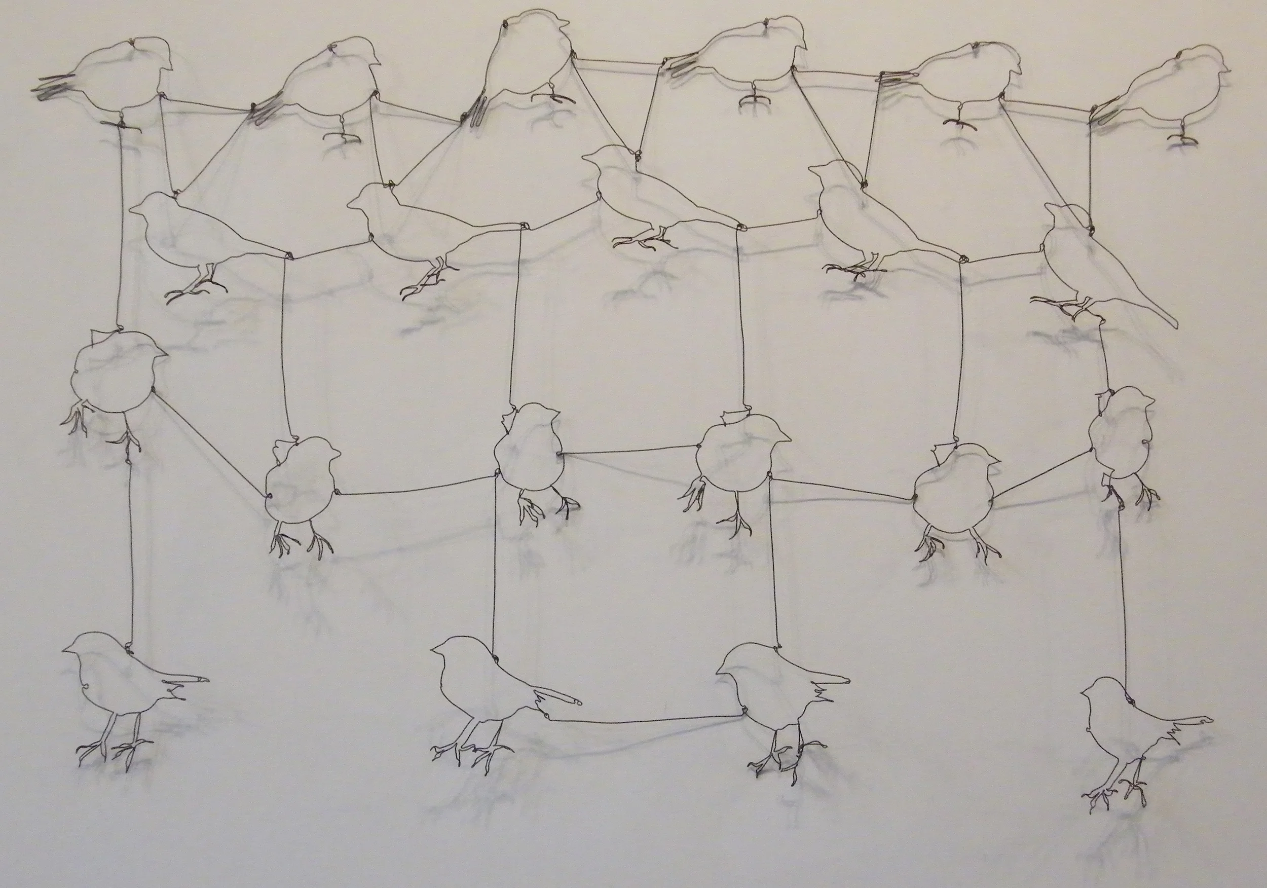 Sparrow Migration Patterns