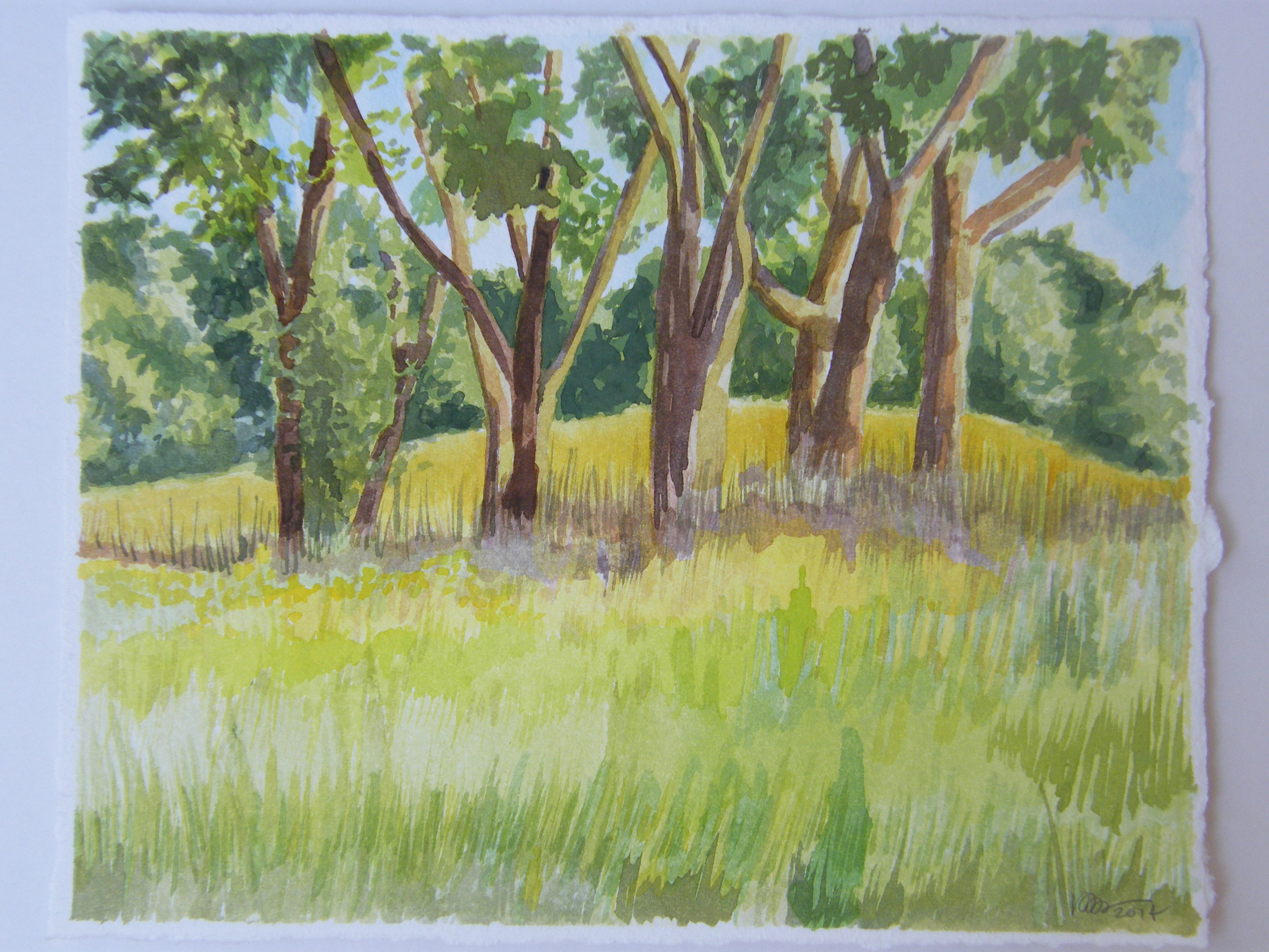 Cottonwoods in middle of restored prairie