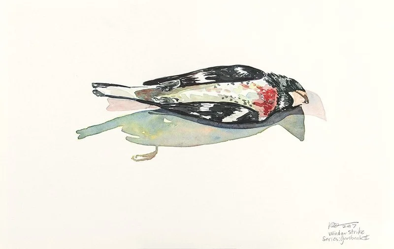 VALERIEMANN_07-18-17_07SM, grosbeak II.jpg